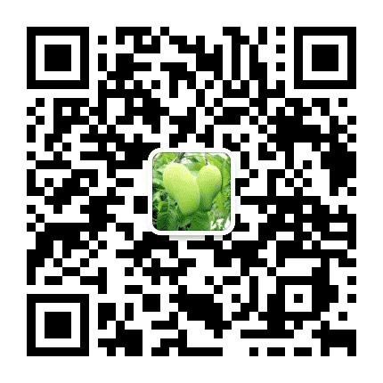 丽江金芒果公众号二维码