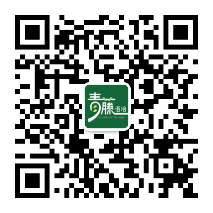 青藤语培公众号二维码