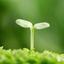 额济纳旗达来呼布镇ico