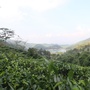 封开白马茶ico