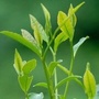 采花茶语ico