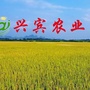 兴宾农业ico