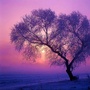 松花江冰雪丽人ico