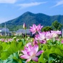平桥旅游局ico