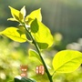 莲江口农场春晖社区ico
