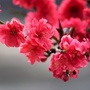 梁祝相册ico