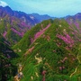 野性秦岭ico
