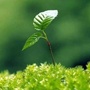 山东省环科院生态环境修复中心ico