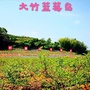 大竹蓝莓岛ico