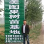 河南美图果树苗木基地ico