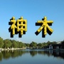 神木老乡大群ico