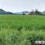 崛起龙伏ico