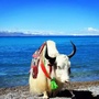 天湖纳木措ico