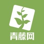 智慧青藤网公众号ico
