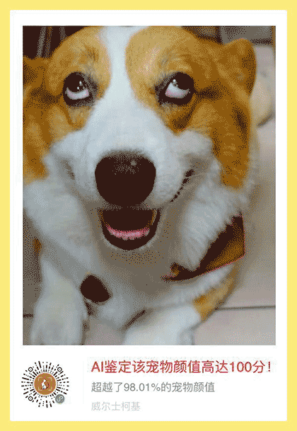 AI宠物颜值测试截图2