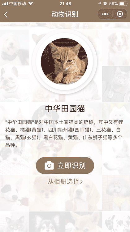 AI识别专家截图3