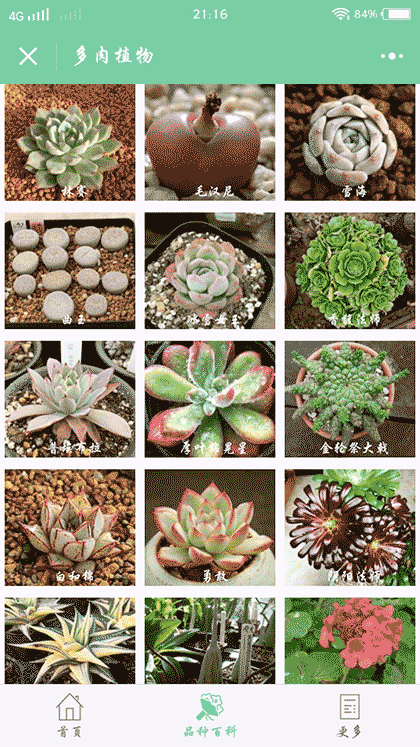 多肉植物推荐截图3