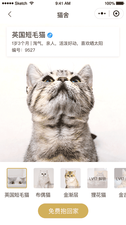 嚤嗷云养猫截图3